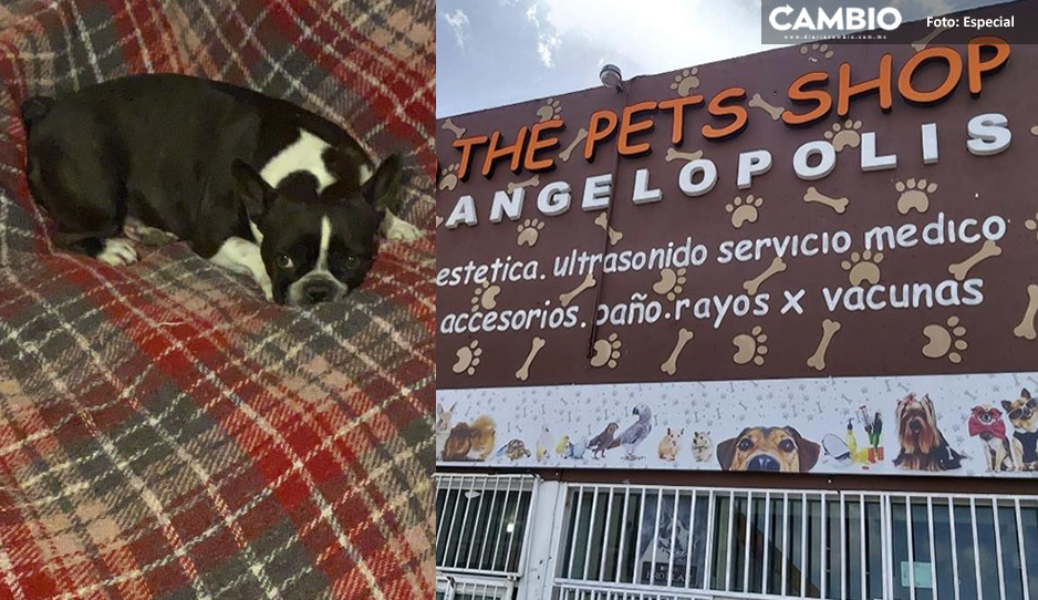 Nina se debate entre la vida y la muerte por negligencia de Pets Shop Angelópolis; sus cachorritos murieron durante parto