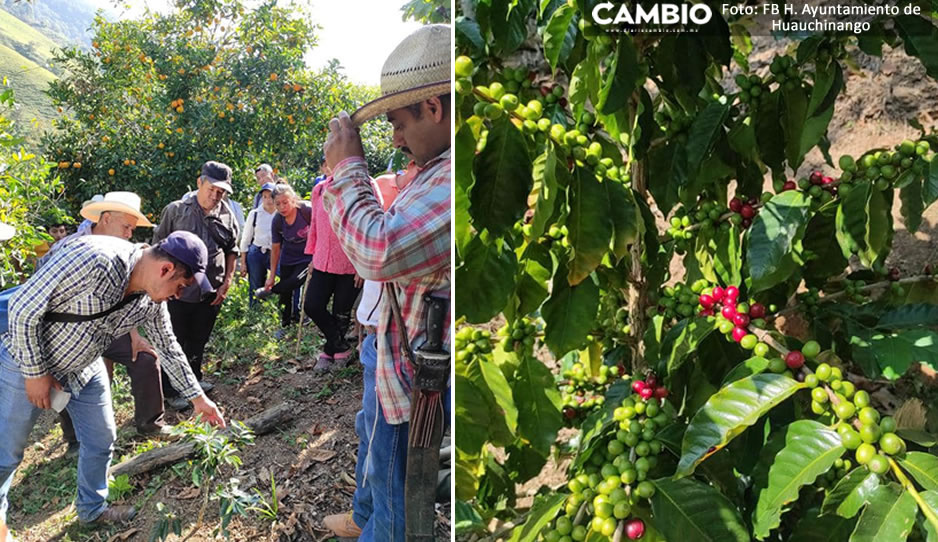 Gobierno de Huauchinango brinda asesorías técnicas a cafeticultores