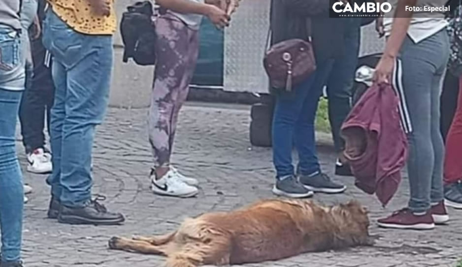 Ofrecen recompensa para localizar a desalmados que envenenan  lomitos en Tehuacán