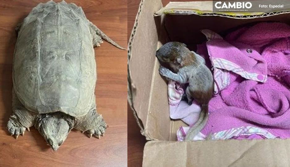 Traficantes apunto de vender una tortuga y una ardilla cola roja son detenidos en Santa María la Rivera