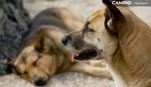 Ayuntamiento resguarda a 120 perros que sufrieron maltrato y que participaron en algún delito (VIDEO)