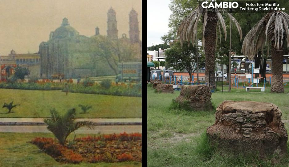 FOTO: Palmeras de Analco que mató Claudia iban a cumplir 50 años; así lucían en 1972