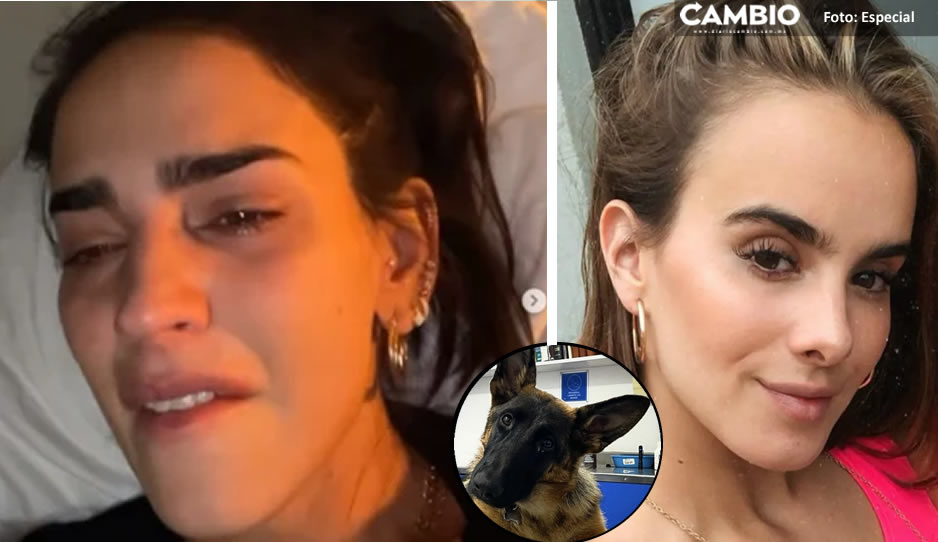 Gala Montes explota vs Bárbara de Regil: Muerte de su perrita fue un circo para ganar seguidores