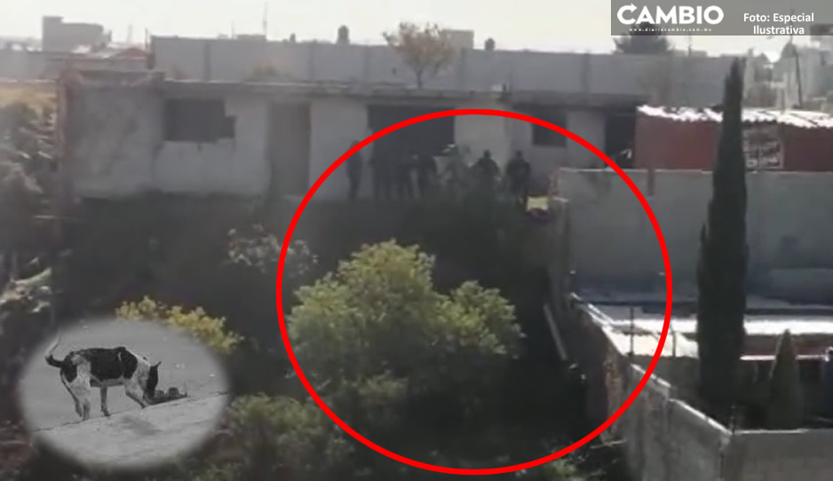 Hallan cuerpo desmembrado en barranca de Puebla ¡un perro se llevó una pierna! (VIDEO)