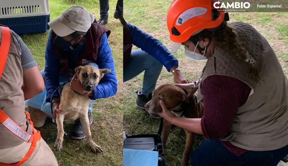 Spay y Spike estarán en observación tras ser rescatados del socavón (FOTOS)