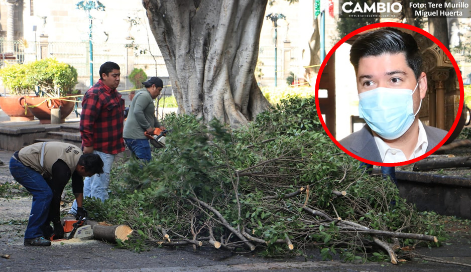 Jimmy Natale en contra de la tala de árboles en el Zócalo: Se debió tomar en cuenta a las autoridades  