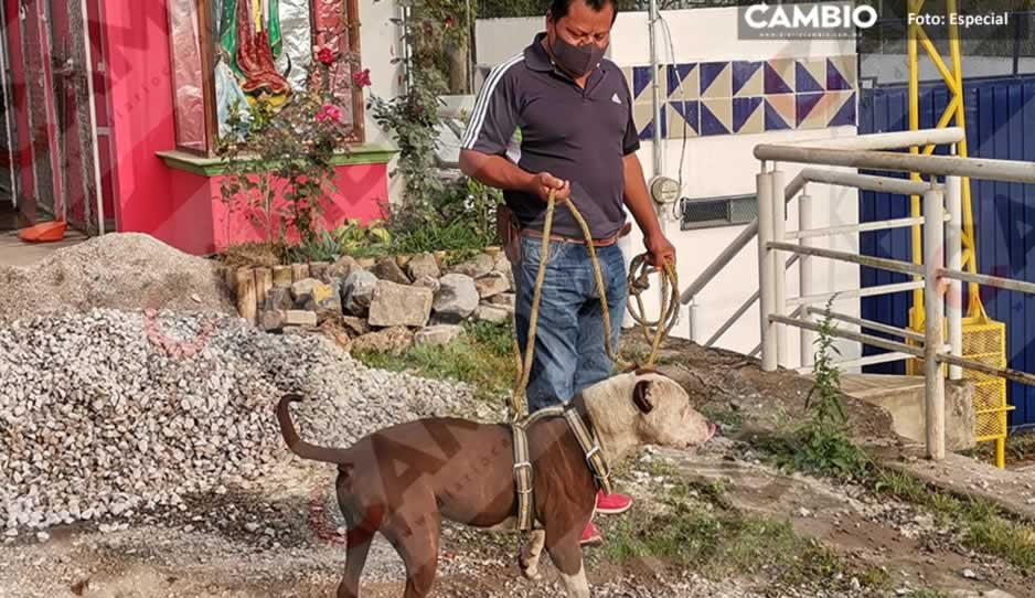 ¡Coffy es inocente! Liberan a perro tras la muerte de pepenador en Xicotepec
