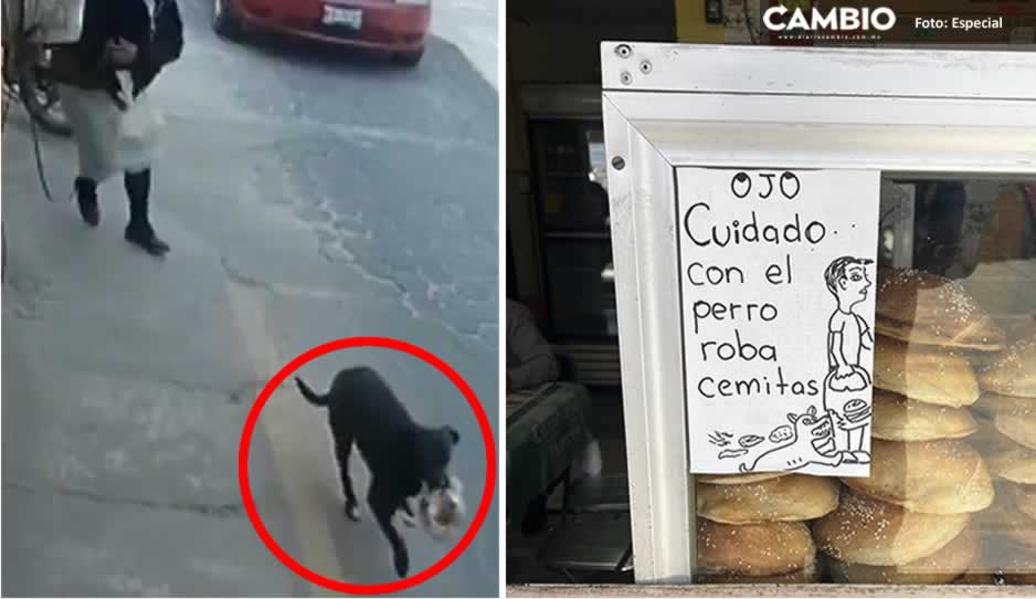 ¡Cuidado! Perrito roba cemitas es de Acajete (VIDEO)