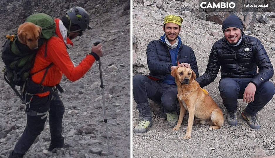 FOTOS: Rescatan a lomito aventurero; estaba en la cima del Pico de Orizaba