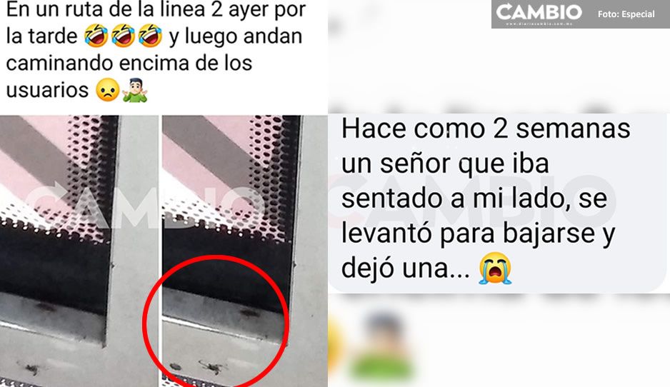 Asquerosas las unidades del RUTA; usuarios afirman que están infestadas de cucarachas