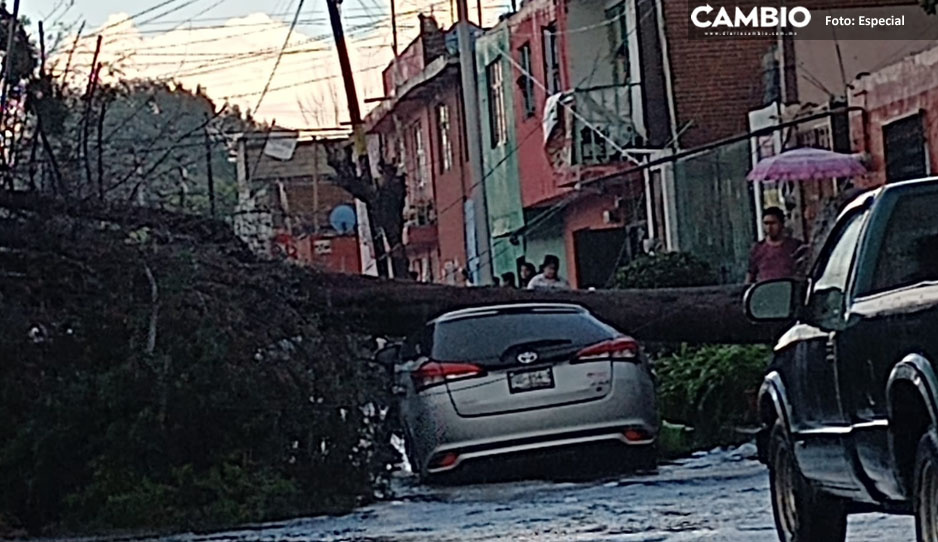 Fuertes ráfagas de viento provocan la caída de un árbol en La Libertad