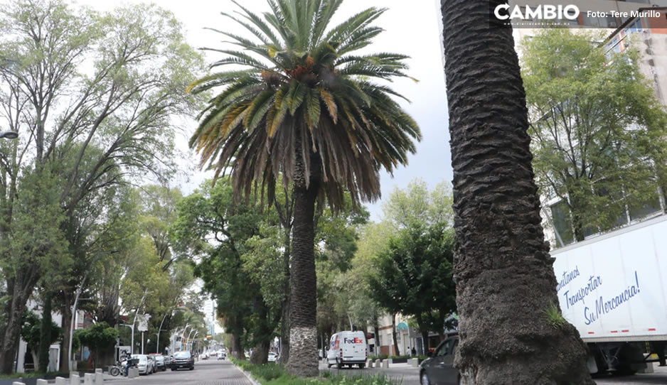 La Juárez será el nuevo Polanco; Ayuntamiento impulsará reactivar la zona (VIDEO)