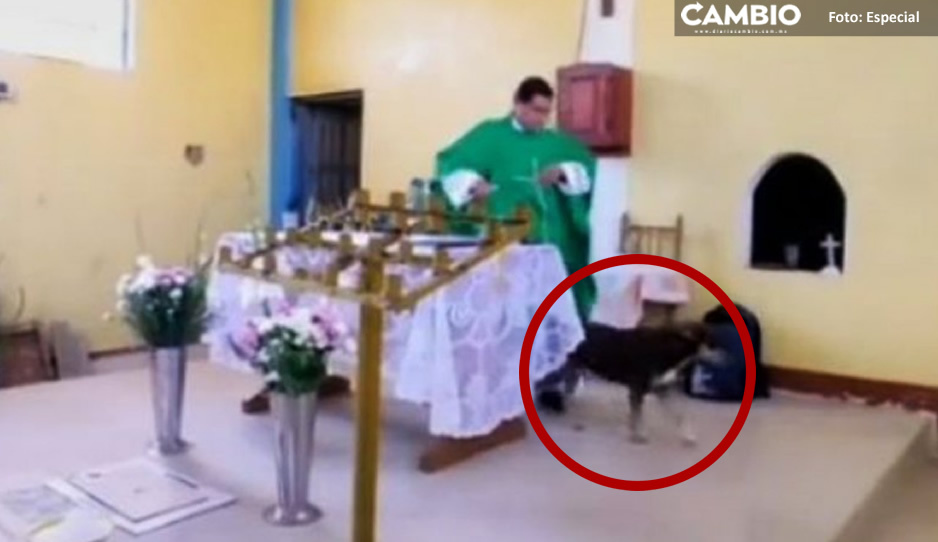 ¡No merece el cielo! Sacerdote patea a perrito en plena misa (VIDEO)