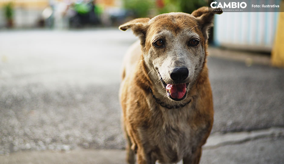 Ayuntamiento aplica eutanasia a perros con cáncer y atropellados (VIDEO)