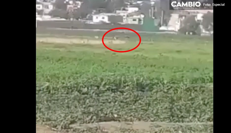 VIDEO: Así jugaban Spay y su amiguito antes de caer al socavón
