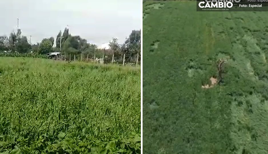 VIDEO: Vigilan con drones las misteriosas figuras en cultivos cerca del socavón