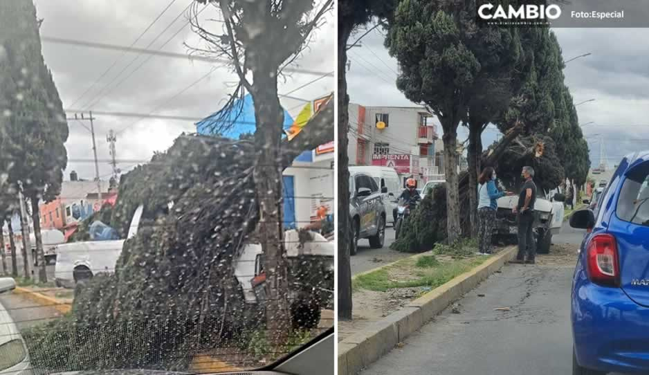 Camioneta se queda sin frenos y derriba árbol en Xonacatepec