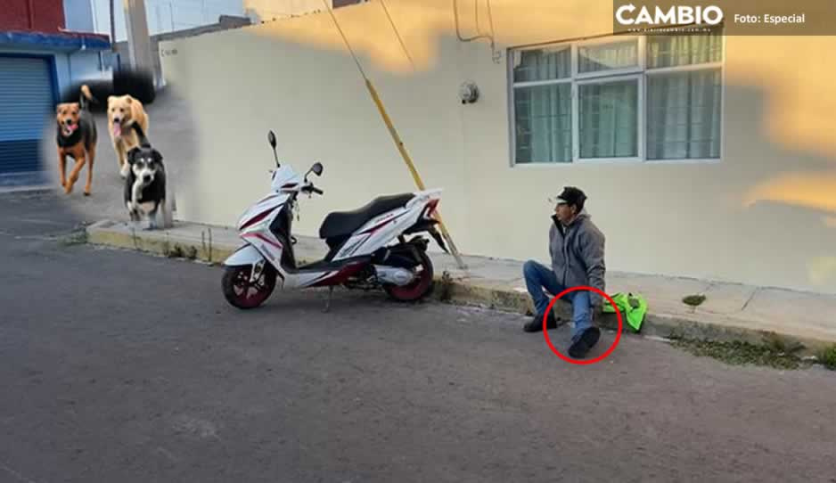 VIDEO: Jauría de perros ataca a motociclista en San Jerónimo Caleras