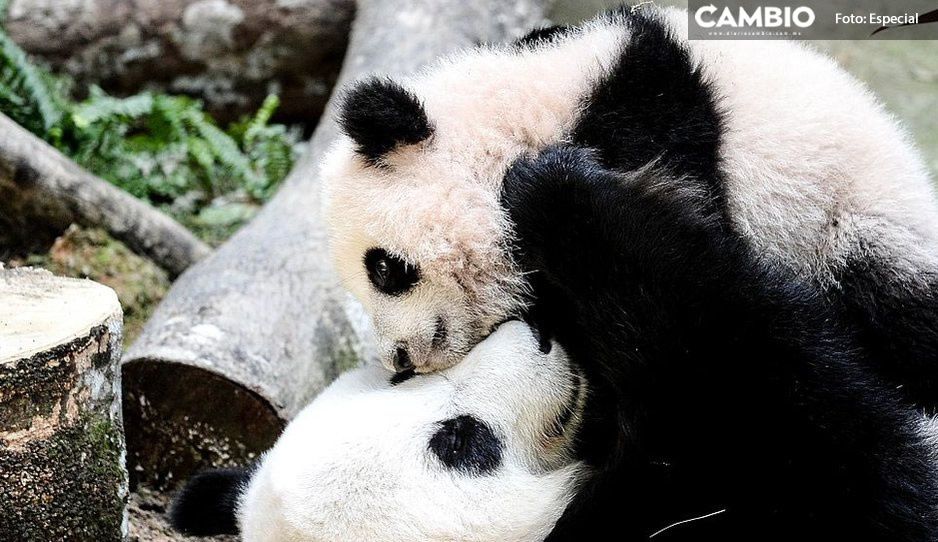 ¡China lo hizo otra vez! El panda gigante ya NO está en peligro de extinción