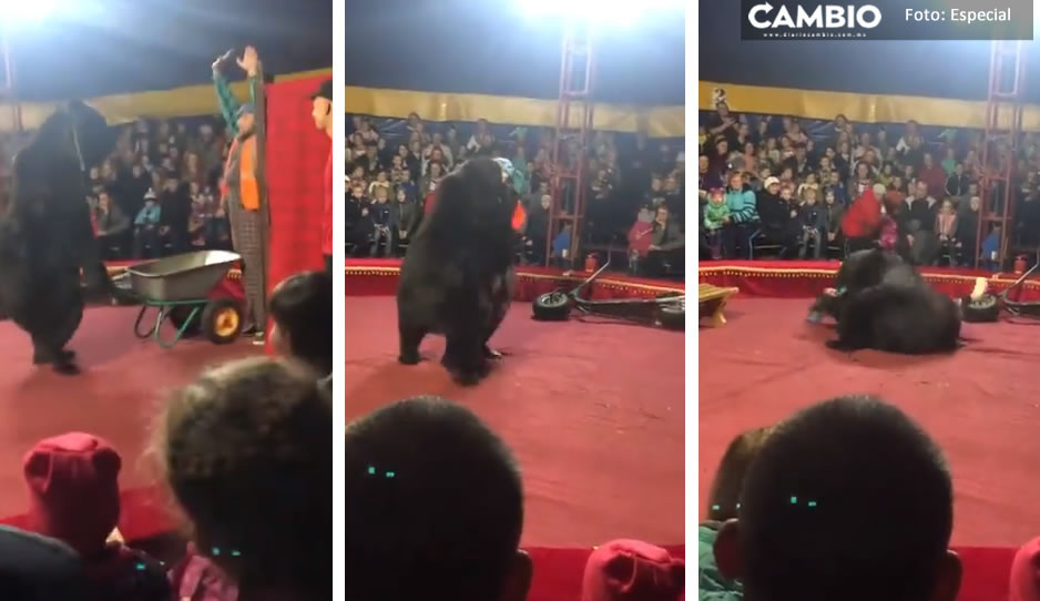 VIDEO FUERTE: Oso ataca a domador en plena función de circo