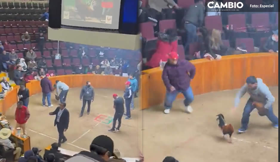 Avientan granadas durante pelea de gallos en pleno palenque de Hidalgo (VIDEO)