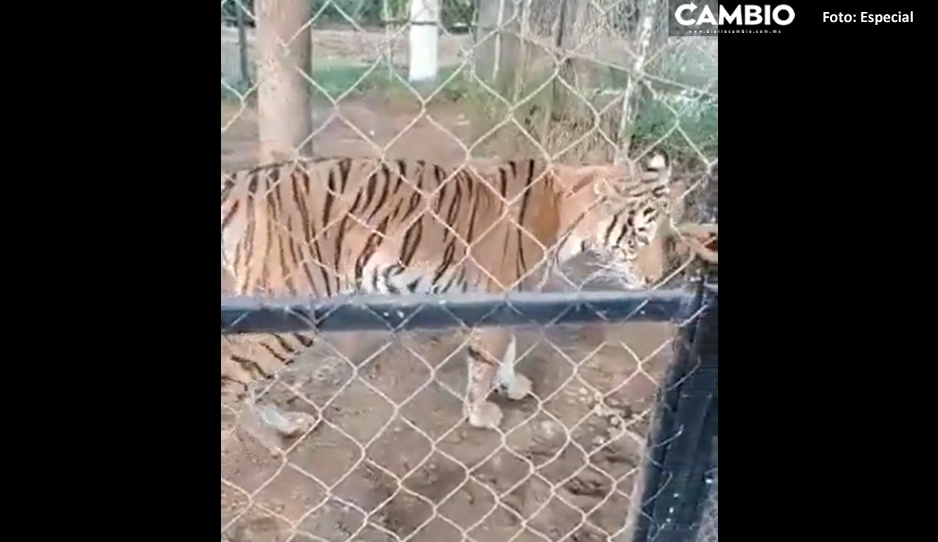 Captan momento exacto en que tigre ataca a su cuidador; casi le devora el brazo (FUERTE VIDEO)
