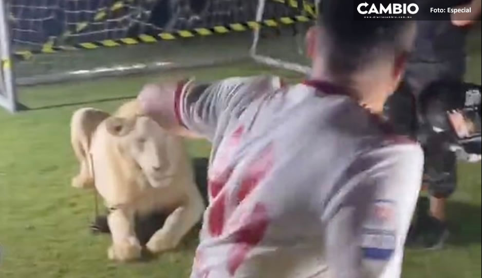 Futbolista posa junto a león y se lleva tremendo susto (VIDEO)