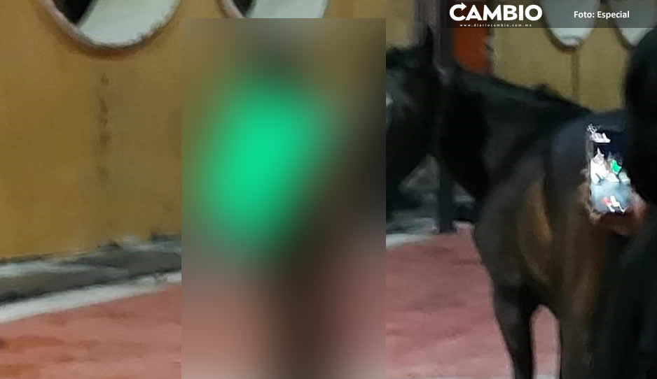 Exhiben a presunto ladrón por robarse un caballo en Chiautzingo (VIDEO)