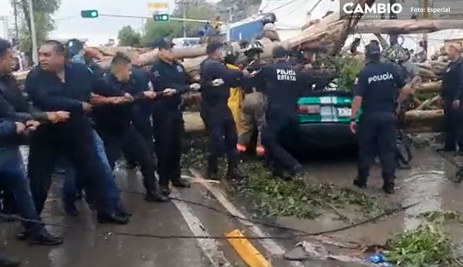 VIDEO: Familia que viajaba en auto es aplastada por un árbol; el papá murió