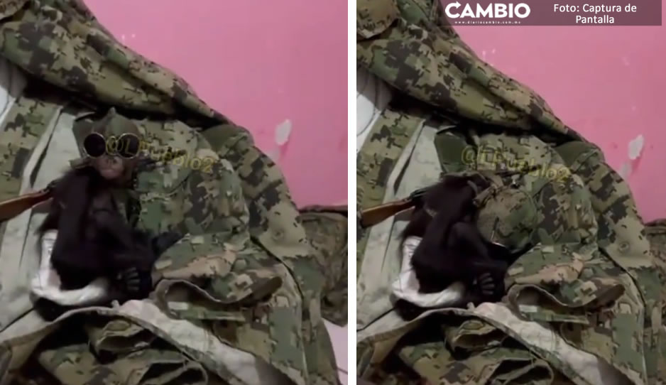 ¿Planeta de los Simios? Aparece otro ‘mono sicario’ con camuflaje militar y armado (VIDEO)
