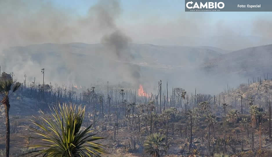 Incendios forestales arrasan con cien hectáreas de la Reserva de la Biosfera Tehuacán-Cuicatlán