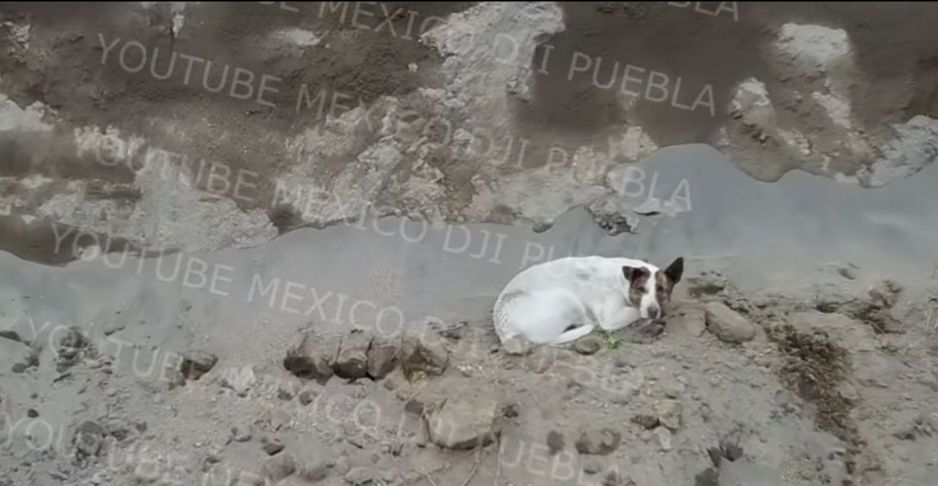Otro perrito cae al socavón; está herido y débil (VIDEO)