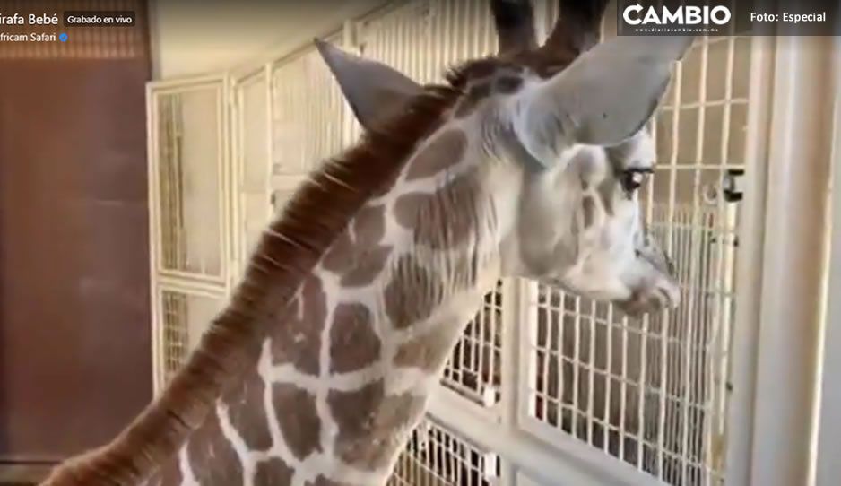 ¡Ternurita! Nace jirafita hembra en Africam Safari (VIDEO)