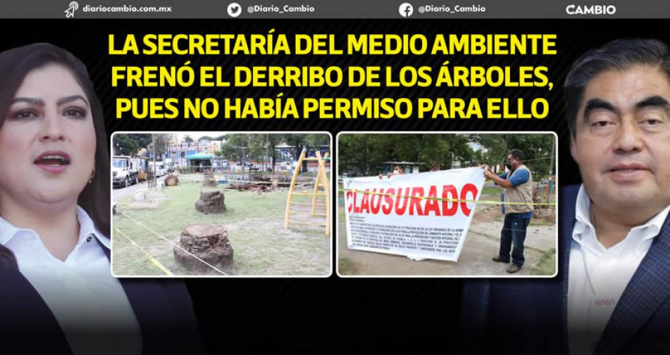 Lo que faltaba: Claudia comete palmericidio, pero Barbosa lo clausura en Analco y Av. Juárez (FOTOS Y VIDEO)