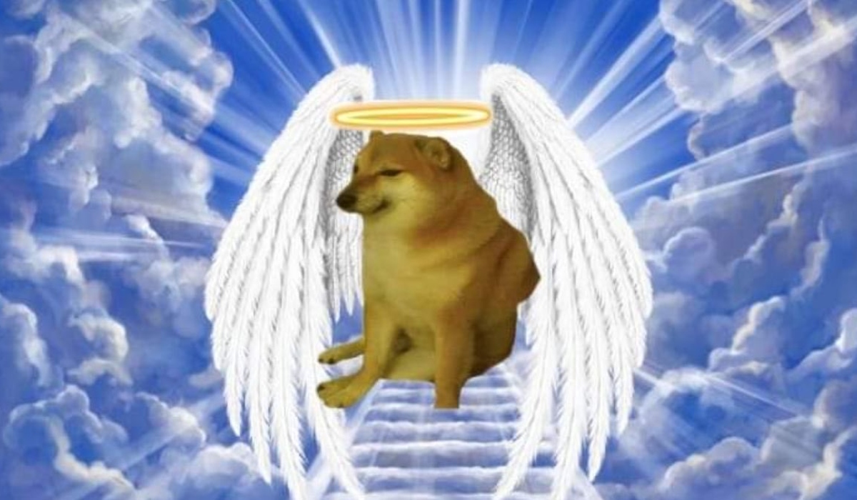 19-152412_voe6_murio-perro-cheems.jpg