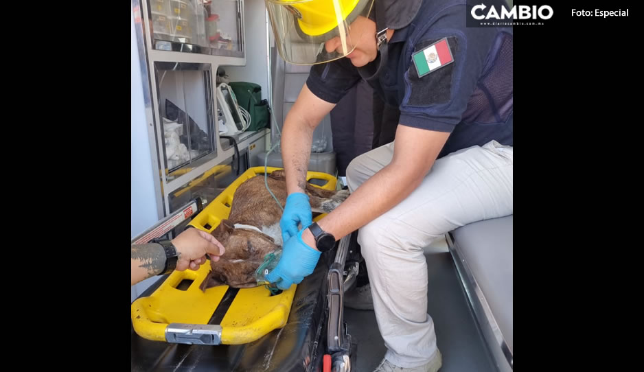 PERRITO INTOXICADO2.jpg