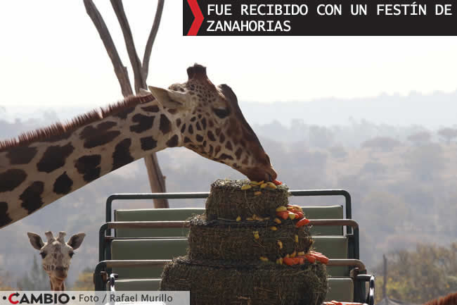 benito-se-integra-manada-7-jirafas-africam-safari-festin.jpg