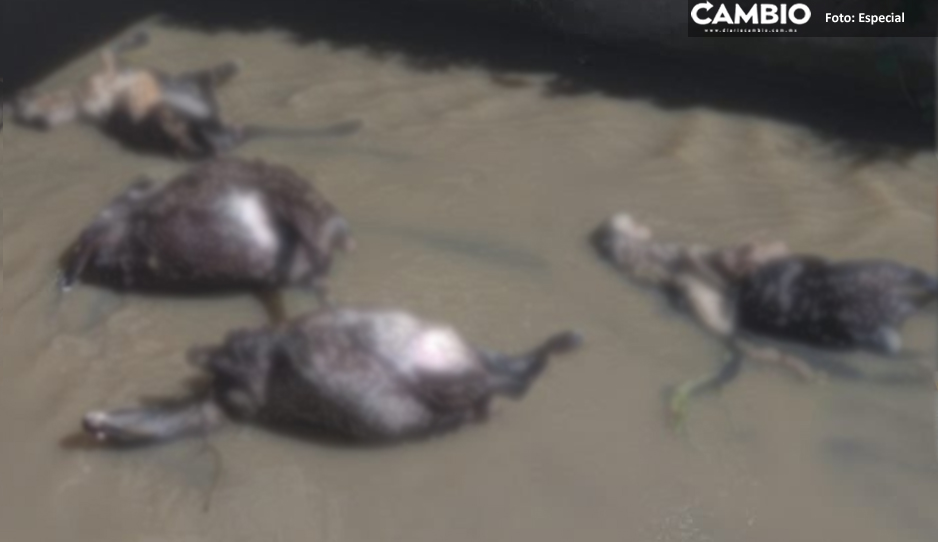 chivos.jpg