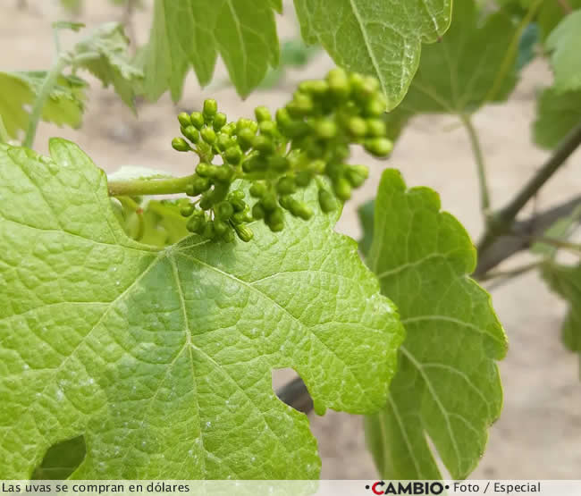 vinedos quemados calpan teotlalcingo 