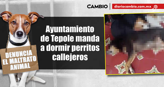 animalitos viven brutalidad poblana en 2023 ayuntamiento tepole