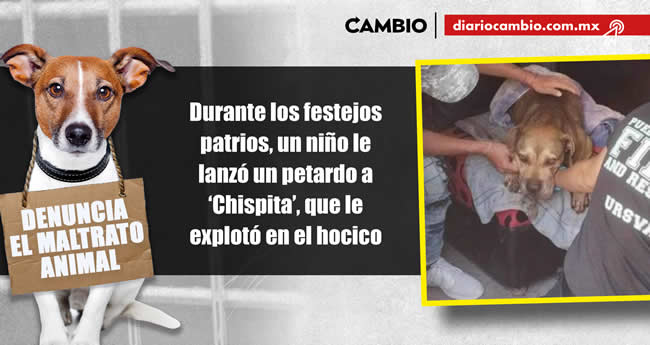 animalitos viven brutalidad poblana en 2023 chispita