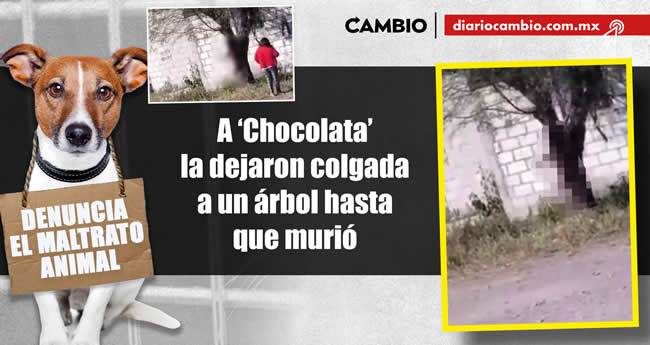 animalitos viven brutalidad poblana en 2023 chocolata
