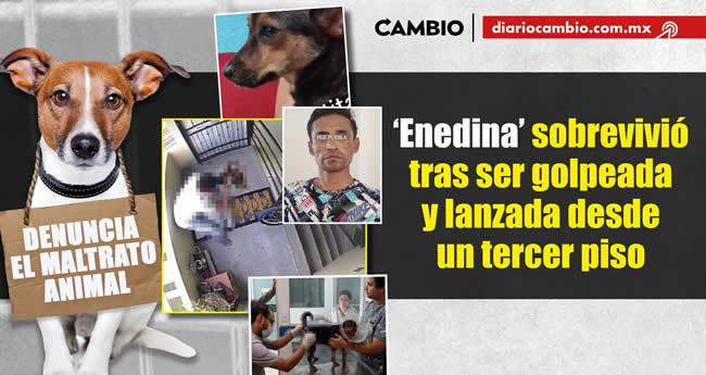 animalitos viven brutalidad poblana en 2023 enedina