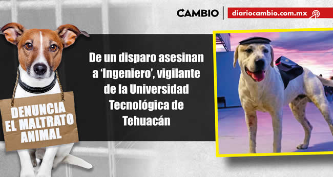 animalitos viven brutalidad poblana en 2023 ingeniero