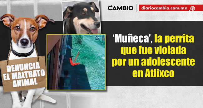 animalitos viven brutalidad poblana en 2023 muneca