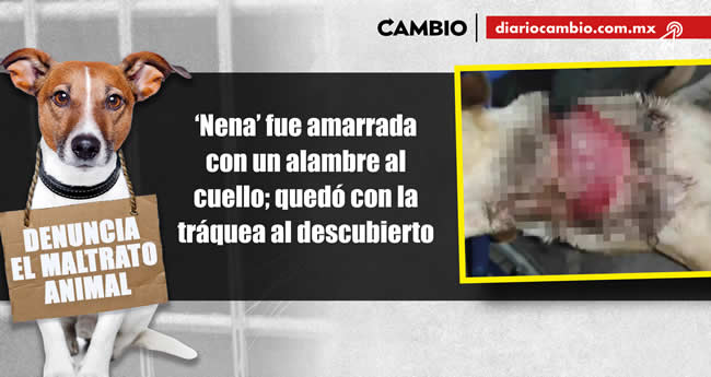 animalitos viven brutalidad poblana en 2023 nena