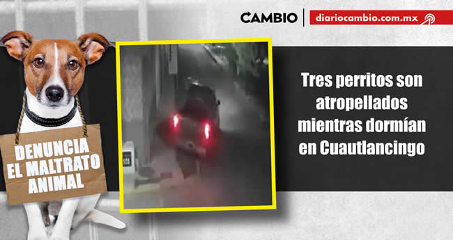 animalitos viven brutalidad poblana en 2023 perritos atropellados