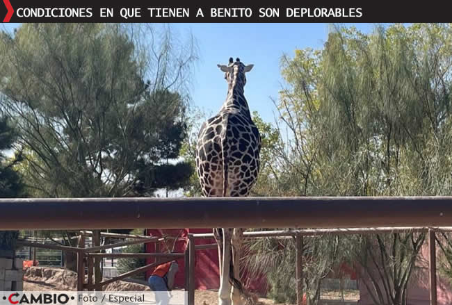 profepa gobierno chihuahua frenan traslado benito africam condiciones