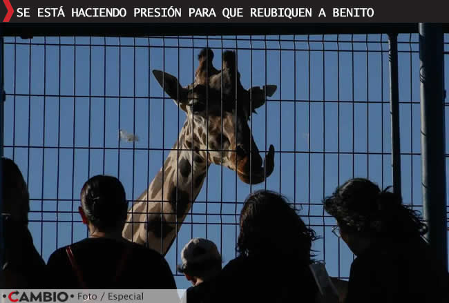 profepa gobierno chihuahua frenan traslado benito africam presion
