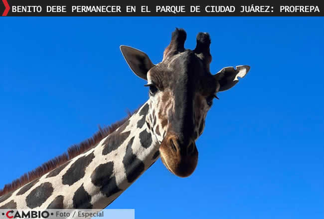 profepa gobierno chihuahua frenan traslado benito africam